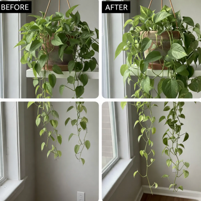 Cerevia Natural Houseplant Food